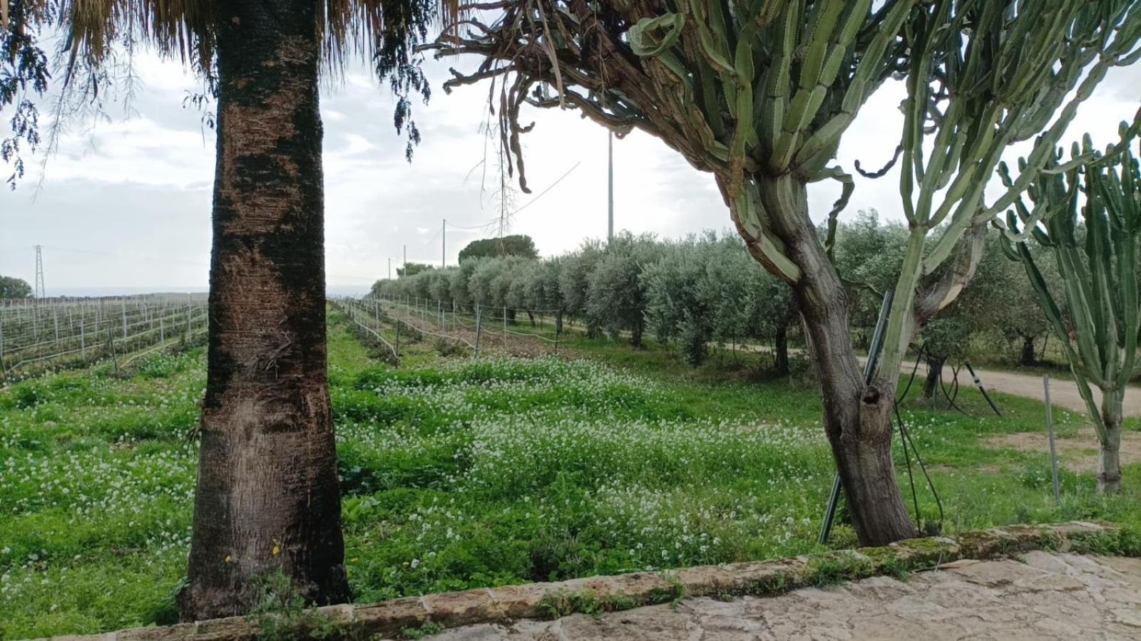 Casa Bouganville Villetta Tra Le Vigne E Il Mare Menfi Exterior photo
