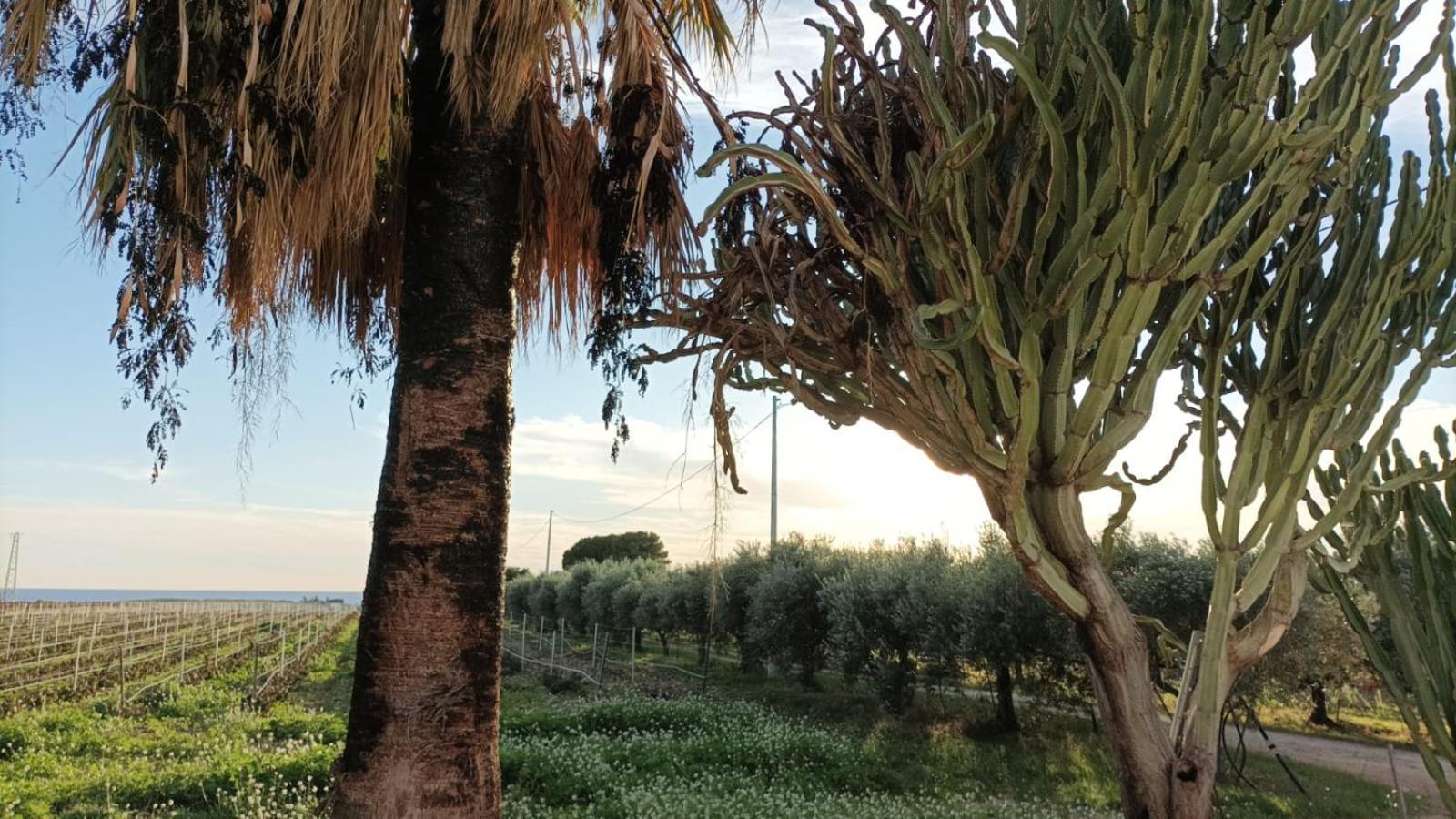 Casa Bouganville Villetta Tra Le Vigne E Il Mare Menfi Exterior photo