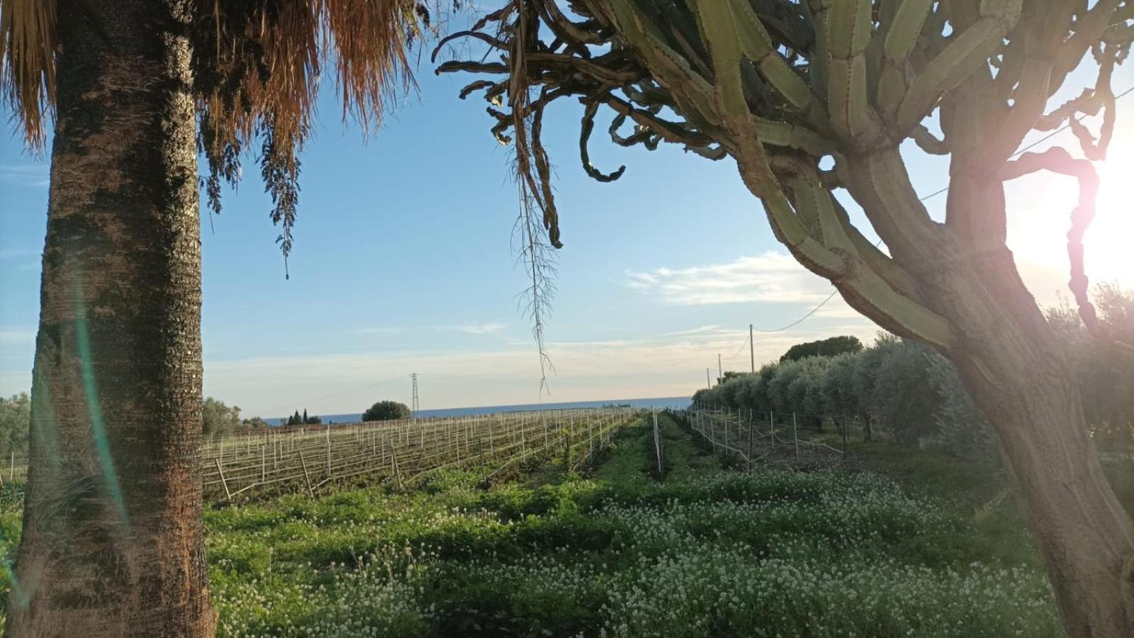 Casa Bouganville Villetta Tra Le Vigne E Il Mare Menfi Exterior photo